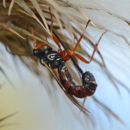Exeristes ruficollis
